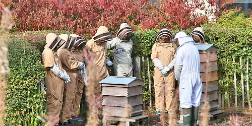 Birmingham Business Park Meet the Bees