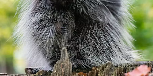 Animals, Stories & S'mores