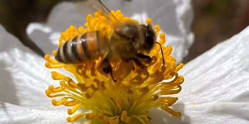 Nature Education Series: Sex Lives of Plants