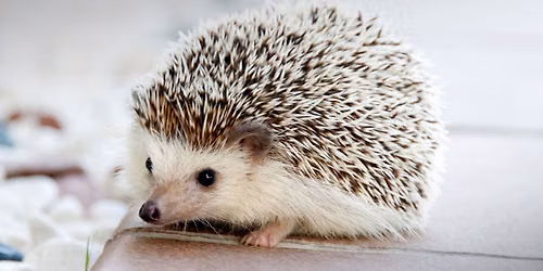 Pittsburgh Zoo & Aquarium presents Wonders of Wildlife