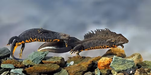 Salamanderfangst med Barnas turlag