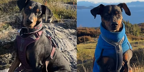 Pinschertur \ud83d\udc36\ud83d\udc3e