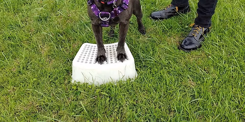 DOG TRAINING CLASSES \u00a375 11.30AM