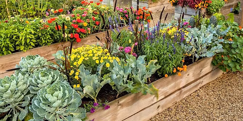 Grow your own Spring Florida Vegetable Garden