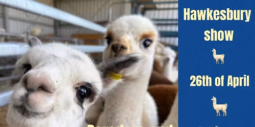 Hawkesbury show Alpaca Youth events