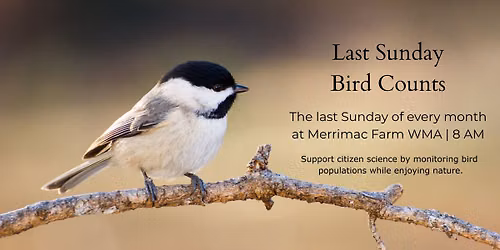 Last Sunday Bird Counts