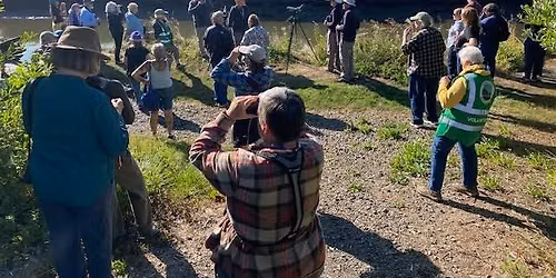 Lincoln City Bird Walk - Alder Island Loop Trail