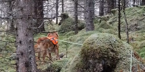 Dobbeltpr\u00f8ve blodspor i Harstad 2026 EK OG AK