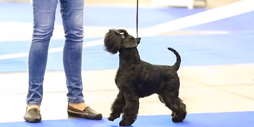 IABCA's 2026 Buckeye Winter Sieger International Dog Show
