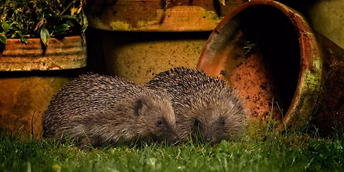 Hedgehogs: An evening talk - Woolley Firs, Maidenhead, Thursday 12 November