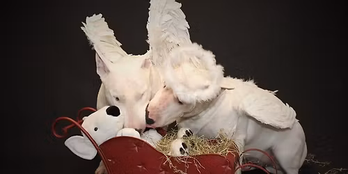 North East Xmas Walk (Hetton Lyons)