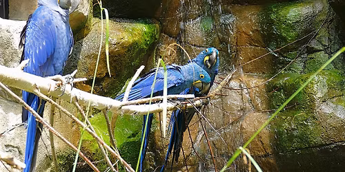 Thementag - Hyazinth-Ara