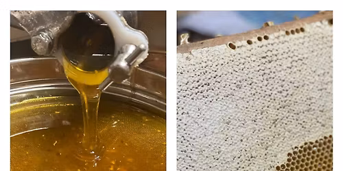 Live Honig schleudern 