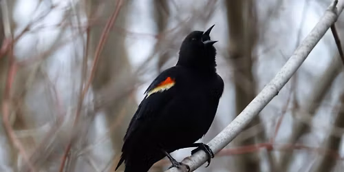 April Early Spring Birding Walk in Toronto\u2019s High Park
