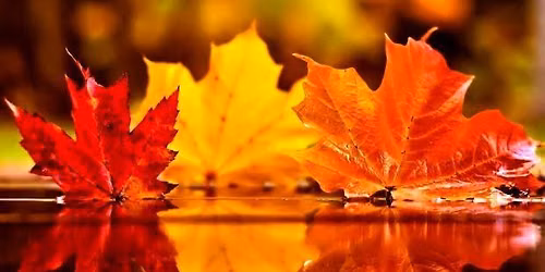 AutumnFecht 2026