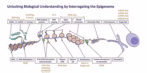 An Epigenetics Assay Playbook for Modern Drug Discovery