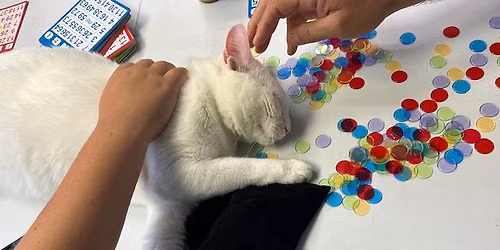 1st day of Summer Cat Bingo