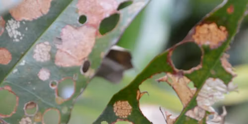Le temps de la robustesse. Olivier Hamant 