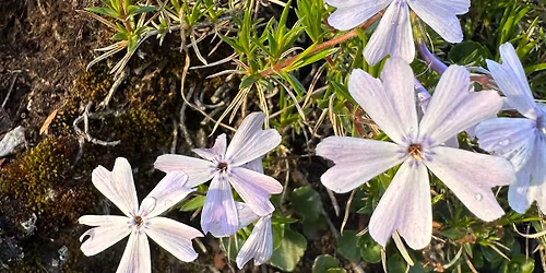 Lilipander Wax Discounts @ McMinnville Radical Rubies 