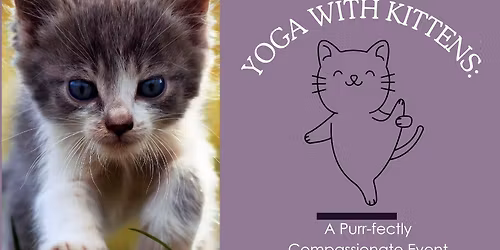 Yoga with Kittens