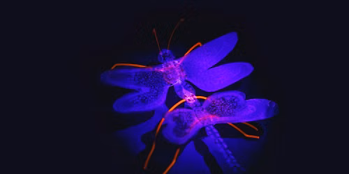 UV Bug Lab School Holiday Workshop