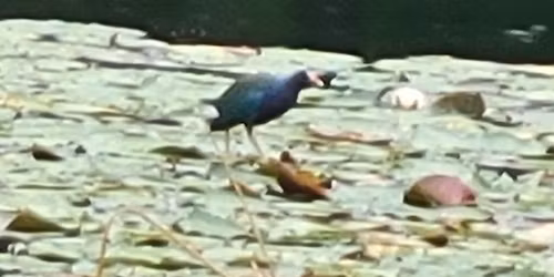 Matt Felperin will present on \u201cPuerto Rico Birding\u201d