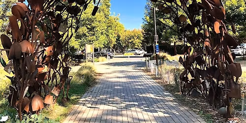 Rooted & Rising: A Mindset Walk Through the UC Davis Arboretum