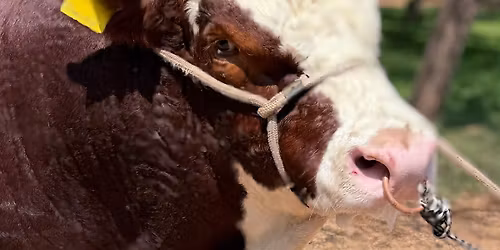 Best of Botswana's Ranch Bull Sale  - 08 Nov 25