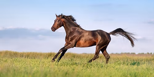 Wild Mustangs of Colorado: from Range to Home