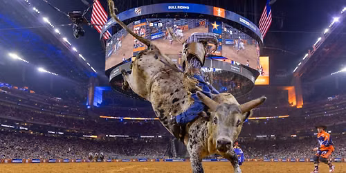 Bull Mania