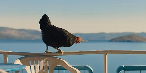 "HEN" - Exclusive NJ premiere 
