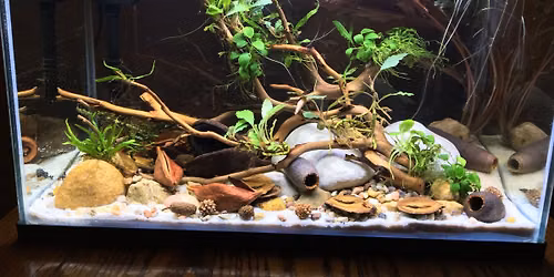 Aquascaping with Haylie Ngo