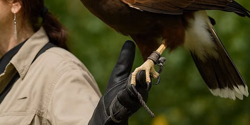 Beaks and Talons Live!