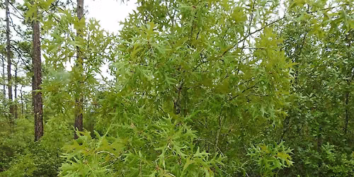 Hitchcock Woods Foundation Field Program - Tree ID Hike