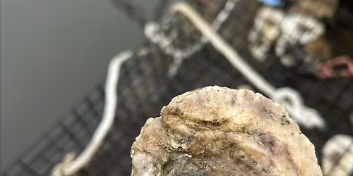 Spat Distribution - Round 2!