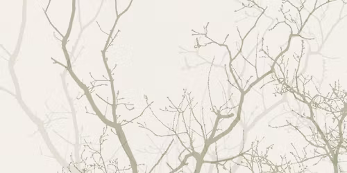 Transept Christmas: A Tender Root