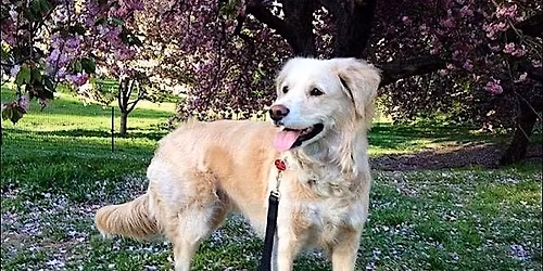 Gotham\u2019s Secret Hounds: A Midtown Mystery Tour - A Self-Guided Walking Tour