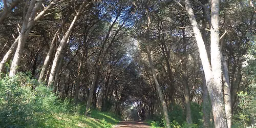 Caminhada por Trilhos e Miradouros de Monsanto - 11kms