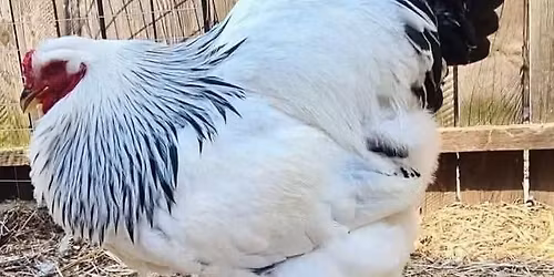 \u0645\u0639\u0631\u0636 \u062f\u062c\u0627\u062c \u0627\u0644\u0628\u0631\u0627\u0647\u0645\u0627 \u0627\u0644\u0627\u0631\u062f\u0646\u064a \u0627\u0644\u0627\u0648\u0644 