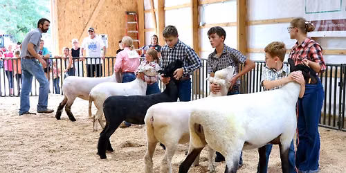 Nicollet County 4-H Sheep Show