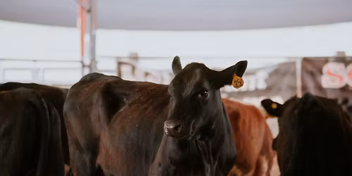 Great Lakes NCHA Weekend