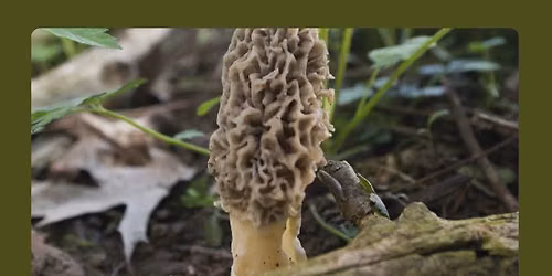 Wild Mushroom Clinic