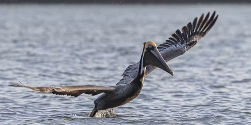 Birding at Jim Neville Marine Preserve