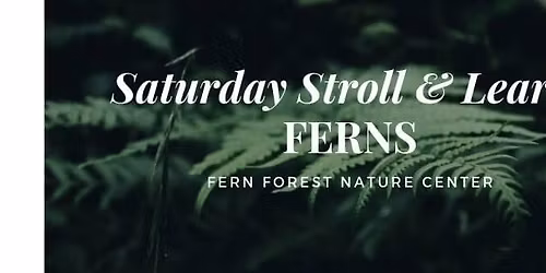 Saturday Stroll and Learn: Ferns