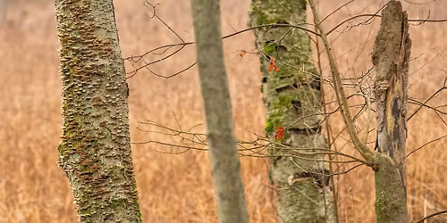 One Trail Twelve Times