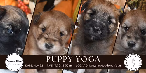 Puppy Yoga!