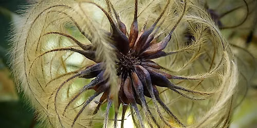 Seed Saving Workshop
