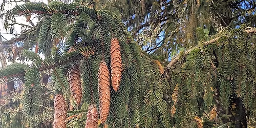 NJ Audubon: Evergreen Identification