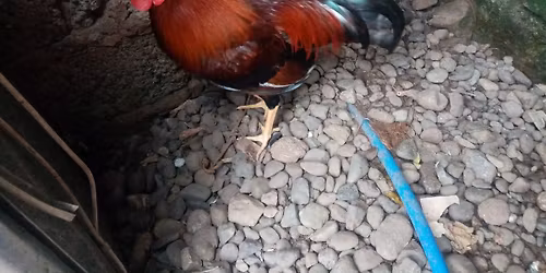 iram backyard breeders 