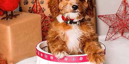 Holiday Mini Sessions